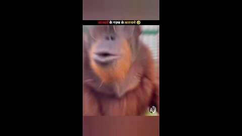 Funny animal video 2024