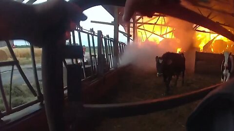 Police Officer rescues three cows trapped in barn fire