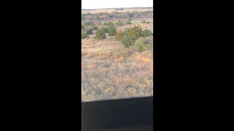 Some Aoudad Sheep for the feed