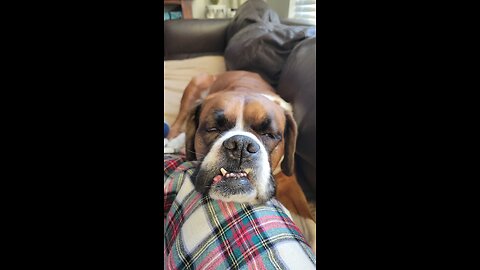 Two Boxer Dogs Catching a Nap