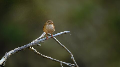 Bird Singing Deep Healing Music For The Body