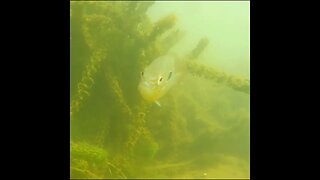 underwater bream