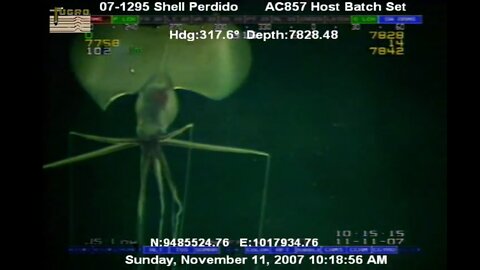 GIANT Squid Seen By Shell Oil Rig (Magnapinna)