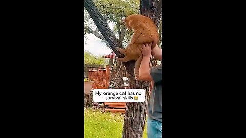 cat funny video 😀😻😻😻😻