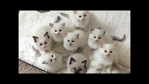 😂 Funniest Cats and Dogs Videos 😺🐶 || 🥰😹 Hilarious Animal Compilation №62