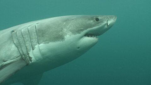 Great White Shark Attacks Pladdleboard
