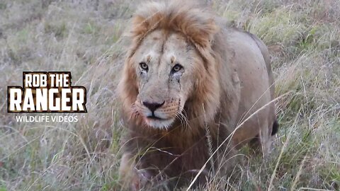 Sala's Male Lions In The Morning | Maasai Mara Safari | Zebra Plains