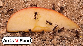Ant Colony vs Apple Time Lapse 4k