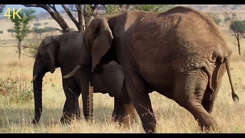 Africa Wild Animal's in Nature 4K Ultra HD