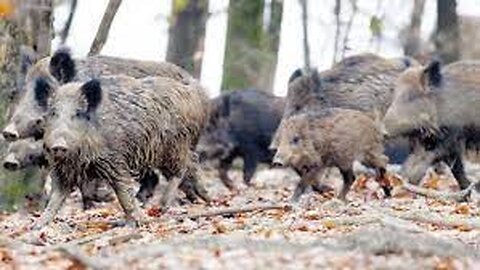 Top 10 Tir du Sanglier Top 10 Wild Boar Hunts