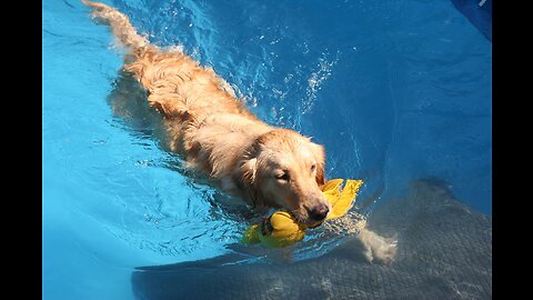 🐕 Dog swim in sea 🌅