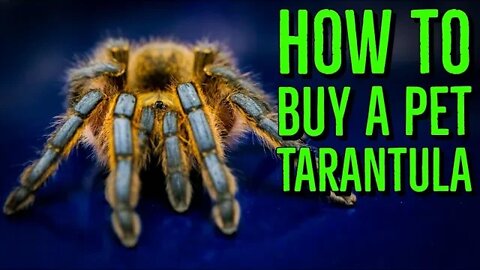 How To Buy A Pet Tarantula - Don't Get Scammed!