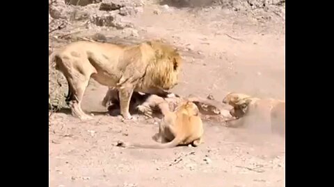 Male Lion Vs Female Lion Had A Fight