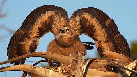 Young Owl Frightened by a Drone