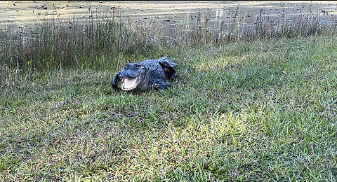 Buddy the Alligator is done sunbathing!