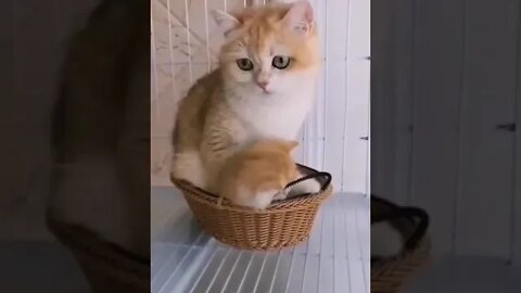 cute cat videos 😹 funny videos 😂 916 😻#shorts #shortsfunny #cutecat #catvideos #cats #catscare #cat