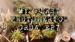 My First PhotoPeriod Grow EP7
