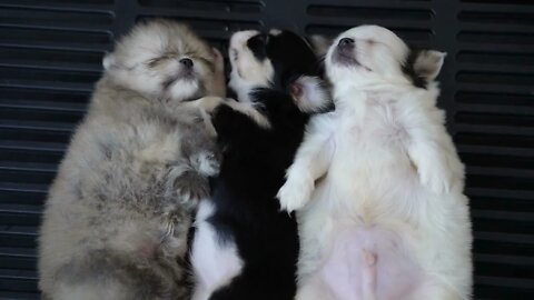 Puppies sleeping together group of loverly siblings 2