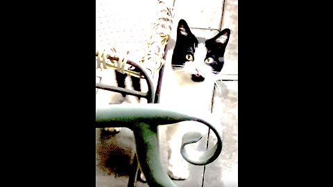 My Beloved Stray! One Day I Hope She Will Allow Us To Be Closer!