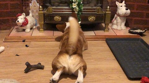 Corgi Butt