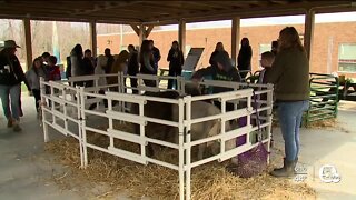 Independence Primary School hosts first ever 'mental wellness day'