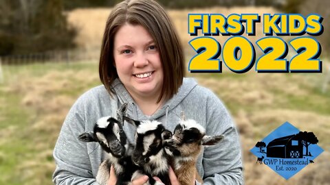 First Goat Kids of 2022! Brand new baby goats on the homestead