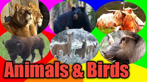 Wild Animals & Birds of Dense Forest #US, #UK, #UAE, #CANADA