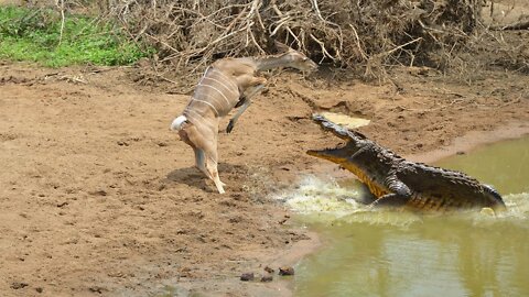 Crocodile Attacks Kudu On The River - Wild Animal Hunting
