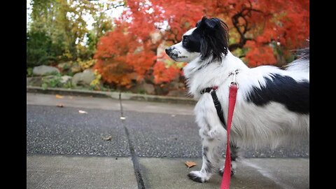 Dog Walking Outside the House