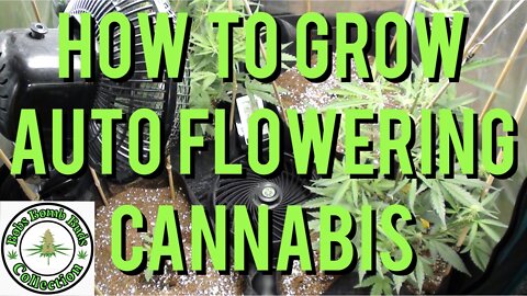 AUTO FLOWERS, How To Grow Auto Flowering Cannabis. Skywalker