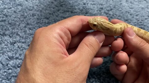 Demi Wants OUT! (A Hognose Video)