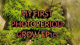 My First PhotoPeriod Grow EP10