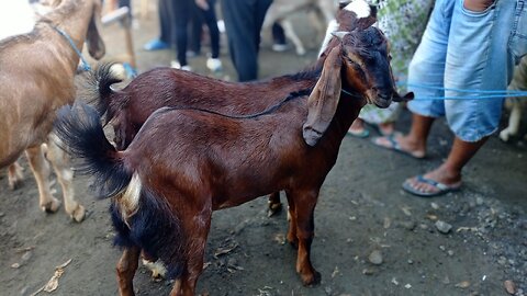 jerabang like Javanese sugar, beautiful red female Goat