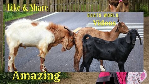 Animal Goats Video in The World - Amazing Video Of Goats - Famous Goats Video -