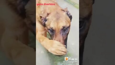 os melhores vídeos cão e gatos pt5