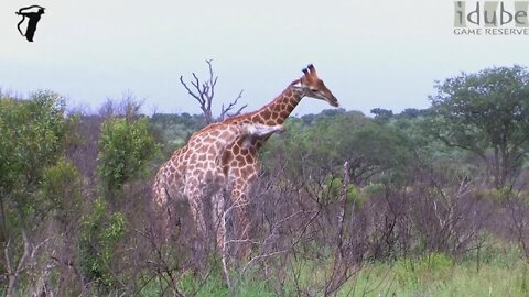 Giraffe Fighting In The African Wilderness | Epic Wildlife