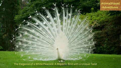 The Elegance of a White Peacock: A Majestic Bird with a Unique Twist