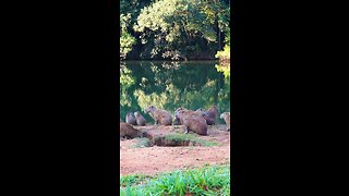 4k Capybara