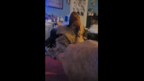 Senior Calico Baby Hanging out receiving pets and head scratches while looking beautiful