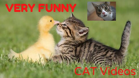 Cat And Dogs Funny Videos