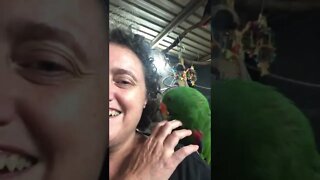 A sweet parrot made friends with me 💕