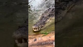 Uma mordida dessas é caixão e vela preta 😱😱😱