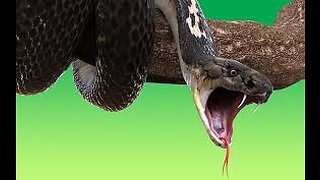AVOID These 9 Snakes At Any Cost! 🐍- most dangerous, scariest, snakes