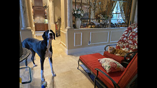 Great Dane Checks On Cat Before Checking Out Tropical Florida Storm Winds