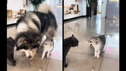 The Dog Became a Peacemaker Between Cats