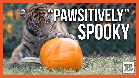 Playful Tiger Cubs Dive Into Halloween Spirit with Pumpkins at Memphis Zoo