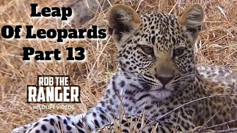 Leap Of Leopards: Mother And Cubs (13): Playing And Grooming