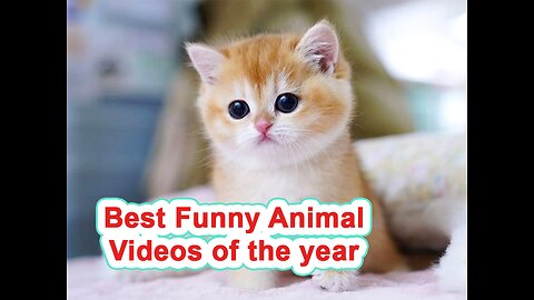 Best Funny Animal Videos of the year (2023), funniest animals ever. relax with cute animals video