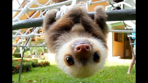 Funny baby sloths