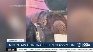 Mountain lion corralled in Northern California classroom